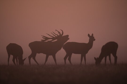 Red Deer (Cervus elaphus), stag, Copenhagen, Denmark