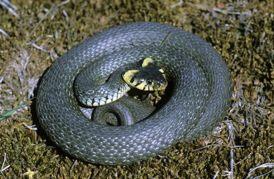 Grass snake (Natrix natrix), specimen with a strikingly wide head, Oeland island, Sweden, Scandinavia, Europe