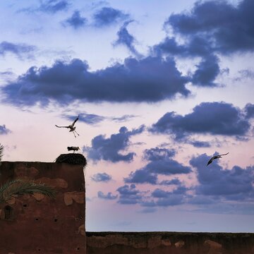 Three white storks (Ciconia ciconia) at nest on ruins, evening sky, Palace el-Badi, Marrakech, Morocco