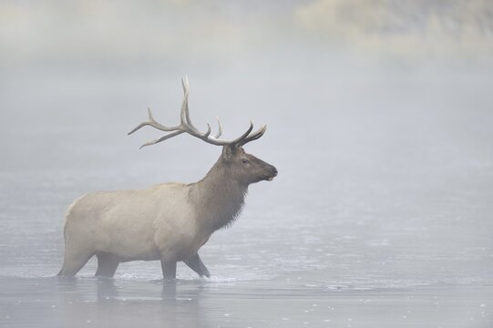 Wapiti (Cervus canadensis, Cervus elaphus canadensis), male crossing a river in the morning mist, Yellowstone National Park, Wyoming, USA