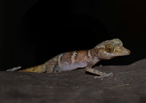 Juvenile banded gecko (Paroedura ssp.), National Park Nosy Hara, in the north of Madagascar, Madagascar