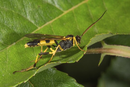Amblyteles armatorius (Amblyteles armatorius) on a leaf, Baden-W&uuml;rttemberg, Germany
