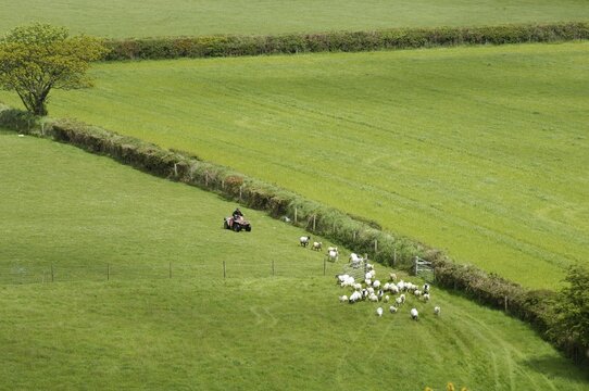 Farmer driving sheep Tavistock Devon England Great Britain