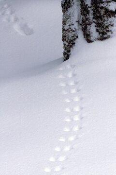 Eurasian Red Squirrel (Sciurus vulgaris) tracks in the snow, Karwendel, Tyrol, Austria, Europe