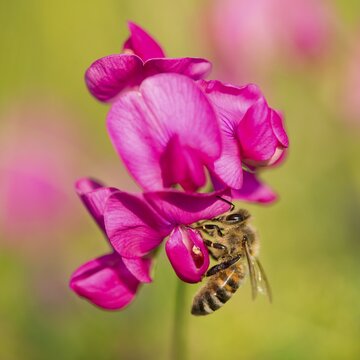 Western Honey Bee (Apis mellifera) on the flower of a Sweet Pea (Lathyrus sp.), Thuringia, Germany