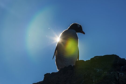 Gentoo penguin (Pygoscelis papua) in backlight, Brown Bluff, Antarctica