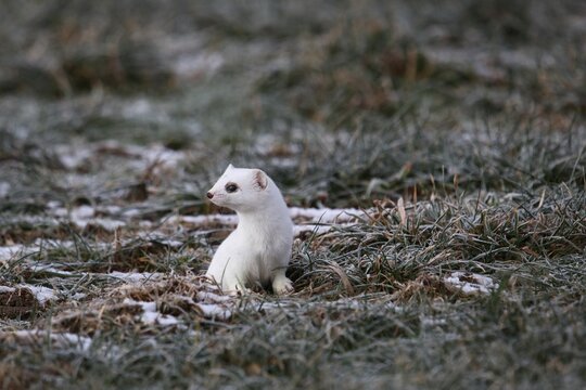 Ermine (Mustela erminea) in its winter coat, Allgaeu, Bavaria, Germany, Europe