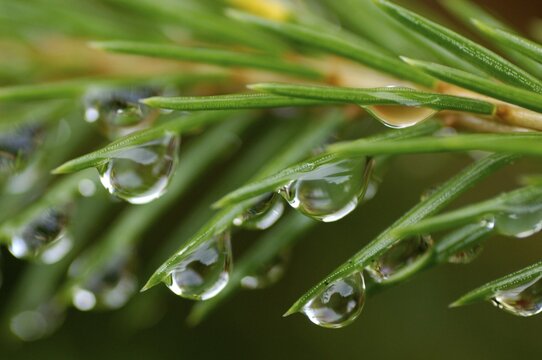 Many dew drops hanging in spruce needles neddle