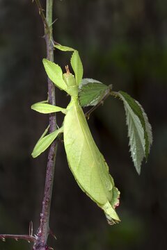 Leaf Insect or Walking Leaf (Phyllium sp.), butterfly house, Forgaria nel Friuli, Italy