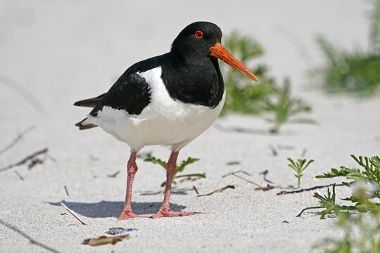 Eurasian oystercatcher (Haematopus ostralegus) on the beach, North Sea island Helgoland, Germany