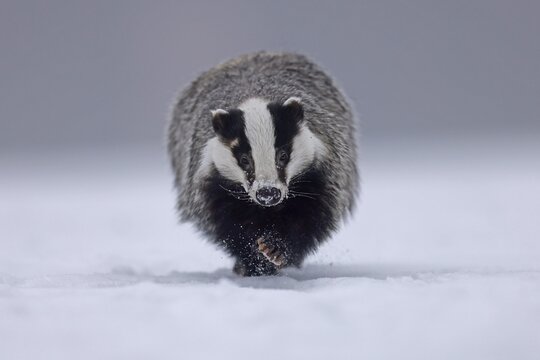 European badger (Meles meles), running in a snowy meadow, Czech Republic