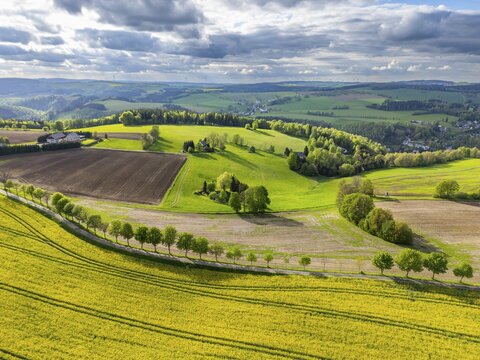 Aerial view, drone photo: Blooming rapeseed field, rows of trees, fields and forests in the Ore Mountains, Schwartenberg, Ore Mountains Vogtland nature park Park, Neuhausen, Ore Mountains, Saxony, Germany
