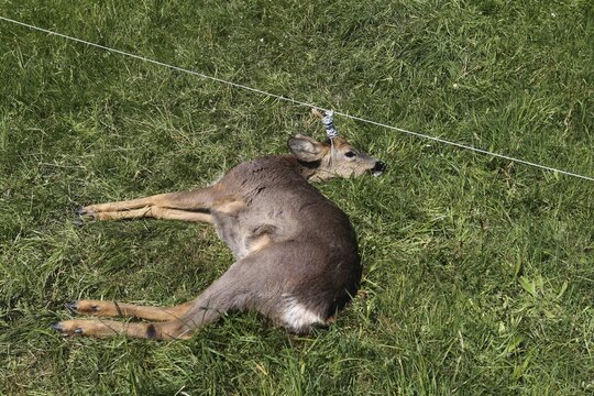 European roe deer (Capreolus capreolus) buck got his antlers caught in a pasture fence and died miserably, Allg&auml;u, Bavaria, Germany