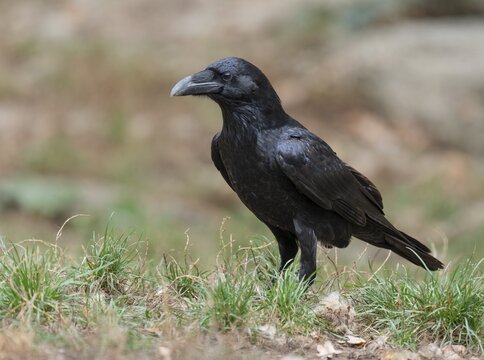 Common raven (Corvus corax) stands on the ground and looks attentively, Germany