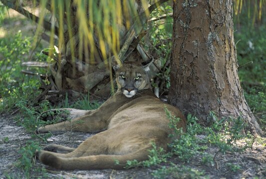Florida Panther - Puma ( Profelis concolor) Florida - USA