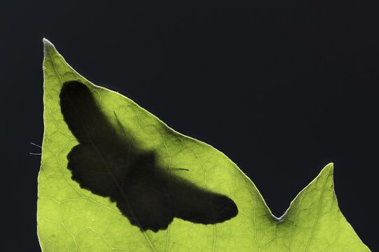 Ash-grey moth (Hypomecis punctinalis), male on a leaf in backlight, moth, North Rhine-Westphalia, Germany