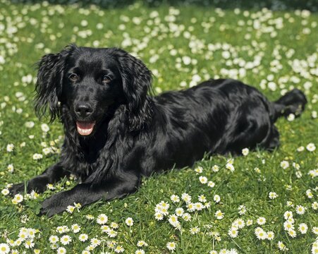 Little black crossbreed dog lies between dasies on the grass