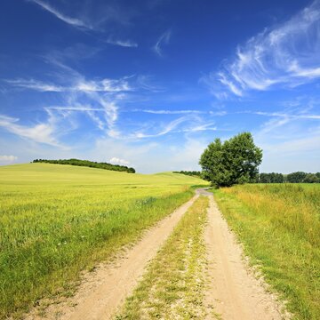 Field path through cultural landscape in summer, corn fields under blue sky with veil clouds, Saalekreis, Saxony-Anhalt, Germany