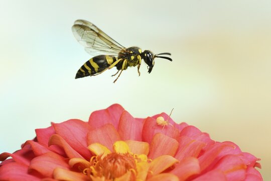 Clay wasp (Ancistrocerus nigricornis) in flight, on Zinnia (Zinnia elegans), Germany