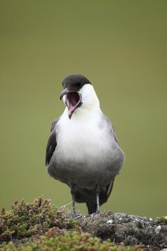 Long-tailed jaeger (Stercorarius longicaudus) regurgitating pellets, Tundra, Norway