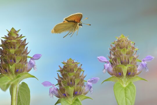 Essex skipper (Thymelicus lineola) in flight at the flower of a Common selfheal (Prunella vulgaris), Germany