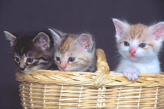 Domestic Cats (Felis silvestris f. catus), kittens in a basket