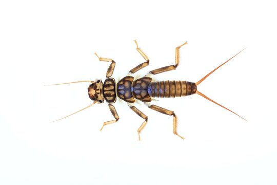 Larva of a Stonefly (Plecoptera), larva living under water