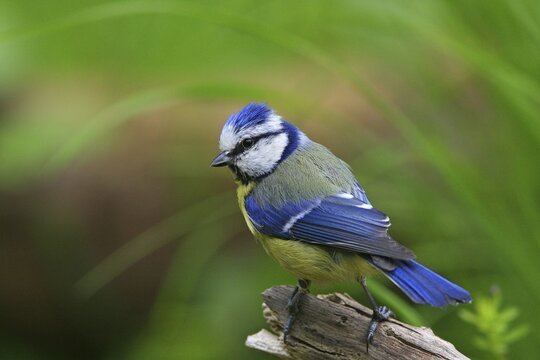 Blue Tit (Parus caeruleus)