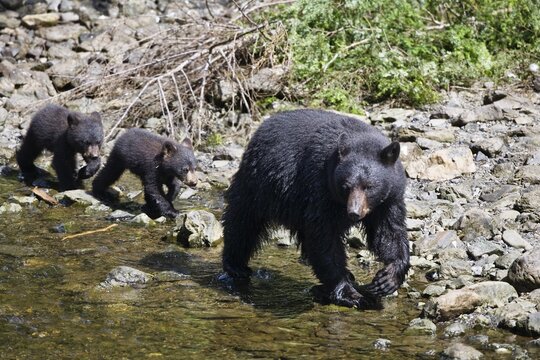 Black Bear (Ursus americanus), mother with cubs, Alaska, USA