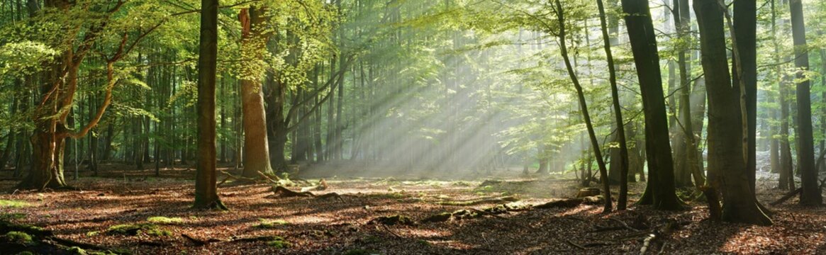 Panorama, morning mood in a natural deciduous forest of beech and oak trees, sunbeams breaking through the morning mist, Reinhardswald, Hesse, Germany
