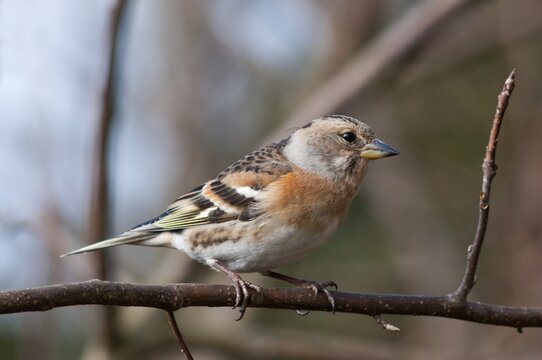 Brambling (Fringilla montifringilla), female, foraging, Untergroeningen, Baden-Wuerttemberg, Germany, Europe