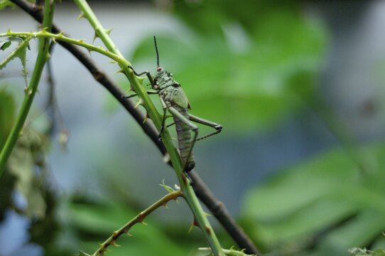 Bush-crickets Tropidacris collaris southamerica