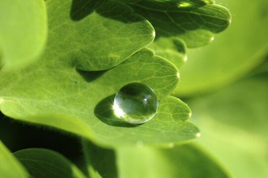 Water drop on leaf