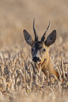 European roe deer (Capreolus capreolus), roebuck in a grain field, portrait, Vechta, Lower Saxony, Germany