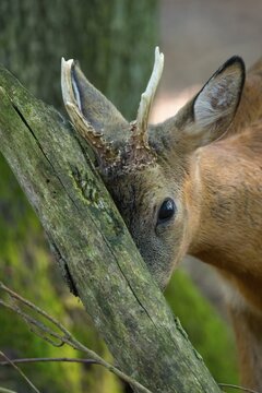 European roe deer (Capreolus capreolus), buck, male, rutting season of roe deer, horns, portrait, Vechta, Lower Saxony, Germany