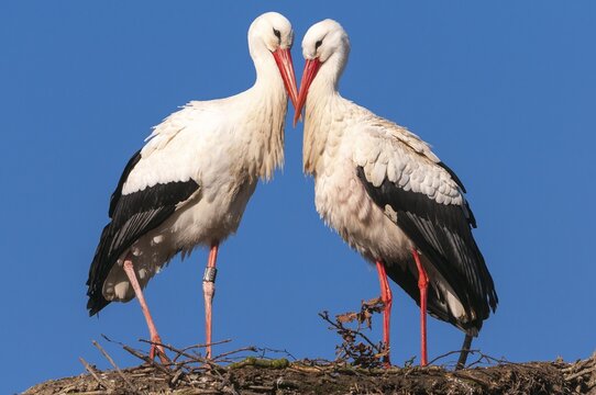 White stork (Ciconia ciconia ) at the nest with blue sky, Paar, Oldenburger M&uuml;nsterland, Vechta, Lower Saxony, Germany