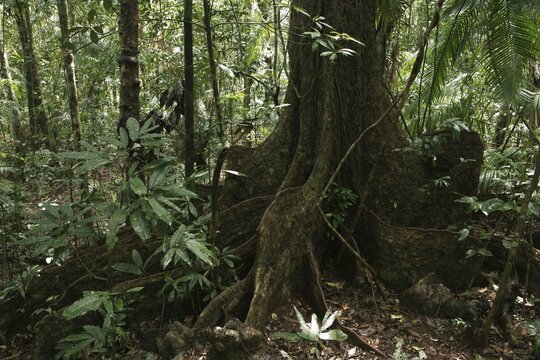 Fig tree (Ficus), Daintree National Park, Queensland, Australia