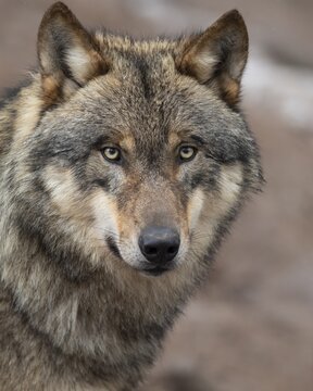 Gray wolf (Canis lupus), portrait, winter, Neuhaus, Lower Saxony, Germany