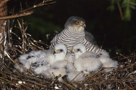 (Eurasian) sparrowhawk (Accipiter nisus), female taking care of its fledglings