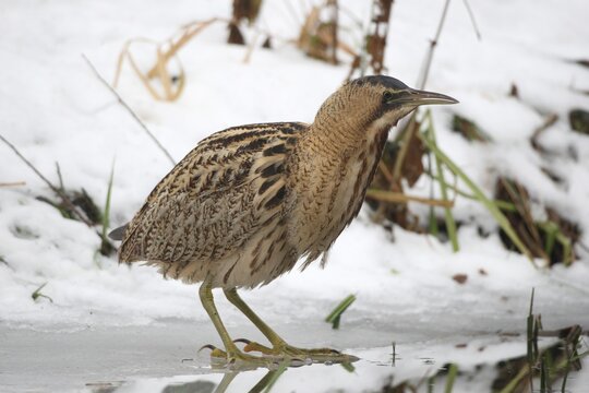 Eurasian Bittern or Great Bittern (Botaurus stellaris) on icy lakeside