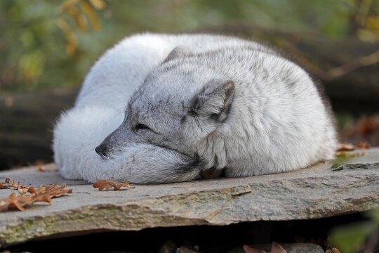 Arctic fox (Alopex lagopus), lies on stone, captive, Germany