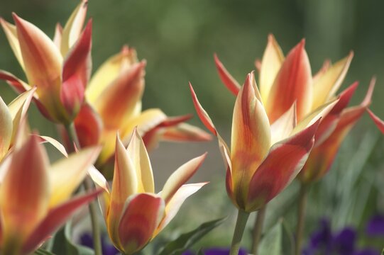 Tulip tulipa