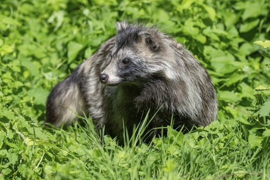Raccoon dog (Nyctereutes procyonoides) standing in a meadow, captive, Hesse, Germany