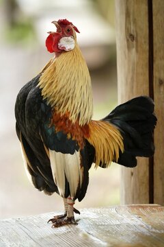 Bantam, bantam (Gallus gallus f. domestica) cock crowing, Germany