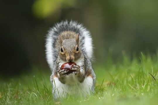 Grey squirrel (Sciurus carolinensis) adult animal feeding on a Horse chestnut tree nut or conker in the autumn, England, United Kingdom