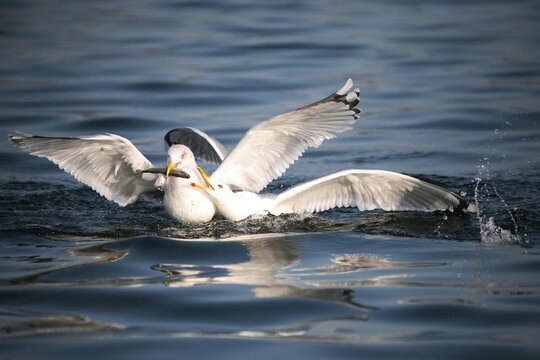 Herring gulls (Larus argentatus), fighting over fish, Mecklenburg-Western Pomerania, Germany, Europe