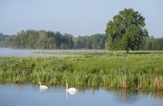 Wetland, wet meadow, water surface, mute swans (Cygnus olor), marsh iris (Iris pseudacorus) in bloom, English oak (Quercus robur), Barnbruchswiesen and Ilkerbruch nature reserve, Lower Saxony, Germany
