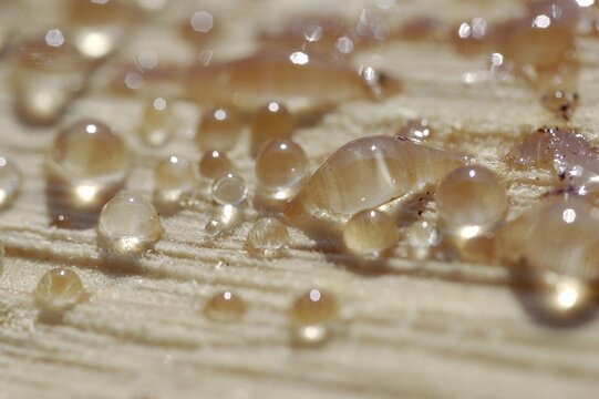 Resin discharge of fresh sawed wood