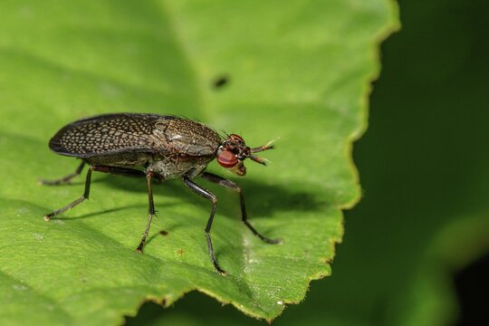 Fly (Coremacera marginata), Untergr&ouml;ningen, Baden-W&uuml;rttemberg, Germany