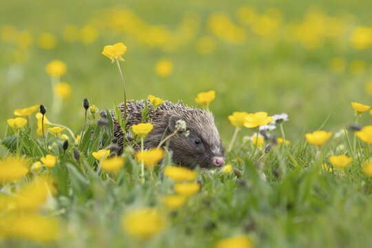 European hedgehog (Erinaceus europaeus) adult animal in a spring time meadow with flowering Buttercup flowers, Suffolk, England, United Kingdom
